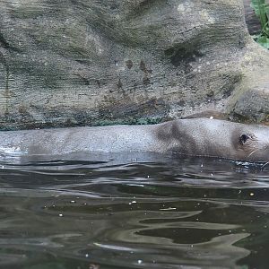 Giant otter (Pteronura brasiliensis), 2024-06-08