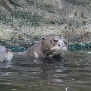 Giant otter (Pteronura brasiliensis), 2024-06-08