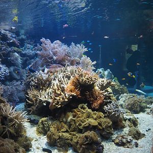 Mixed reef tank, 2024-06-08