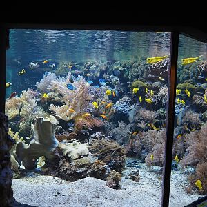 Mixed reef tank, 2024-06-08