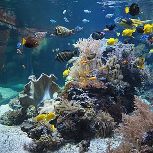 Mixed reef tank, 2024-06-08