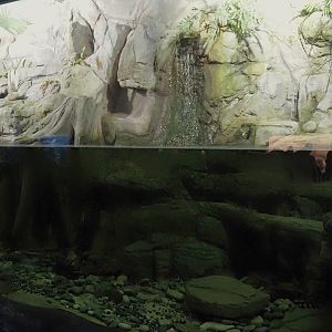 Chinese giant salamander exhibit, 2024-06-08