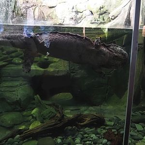 Chinese giant salamander exhibit, 2024-06-08