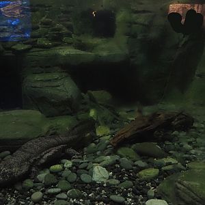 Chinese giant salamander exhibit, 2024-06-08