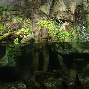 Chinese giant salamander exhibit, 2014-10-19