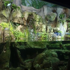 Chinese giant salamander exhibit, 2014-10-19