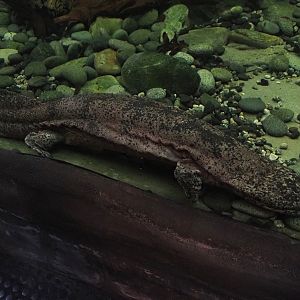 Chinese giant salamander (Andrias davidianus), 2024-06-08