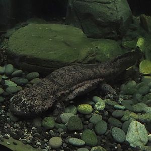 Chinese giant salamander (Andrias davidianus), 2024-06-08