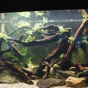 Australian lungfish and Rainbowfish tank, 2024-06-08