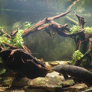 Australian lungfish and Rainbowfish tank, 2024-06-08