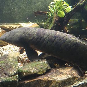 Australian lungfish (Neoceratodus forsteri), 2024-06-08