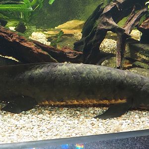 Australian lungfish (Neoceratodus forsteri), 2024-06-08