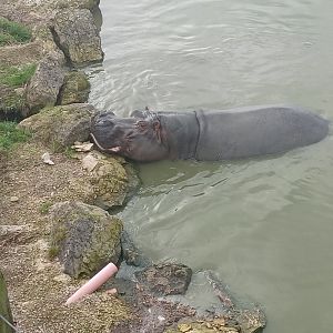 Hippopotamus