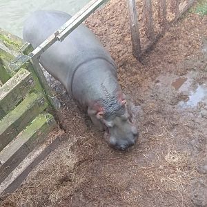 Hippopotamus