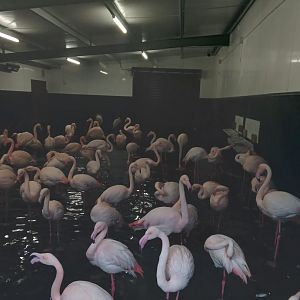 Greater Flamingo