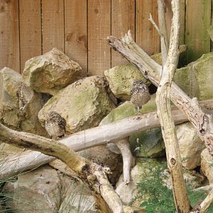 Burrowing Owls