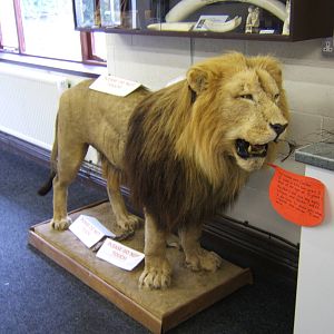 Stuffed Lion in the Education Room
