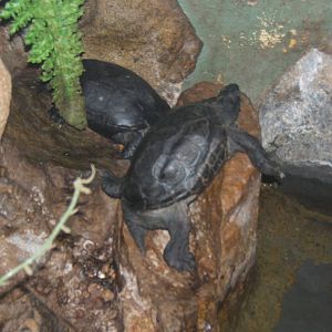 Reeves Turtle (Chinemys reevesi)