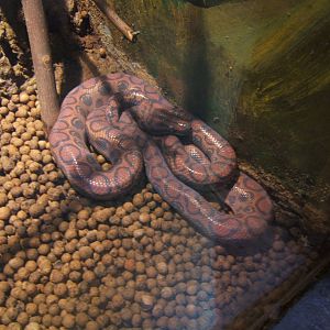 Brazilian Rainbow Boa (Epicrata cenchria cenchria)