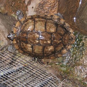 Cooters Turtle (Pseudemys floridana)