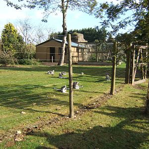 View of Lemur enclosure