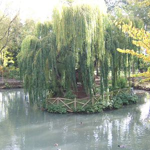 Saki Monkey and Common Marmoset Island