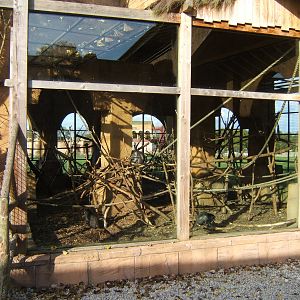 White-crowned Mangabey enclosure