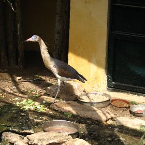 Parco Ornitologico Villa d'Orleans, Palermo