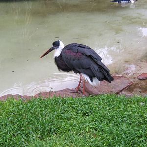 Wooly Necked Stork