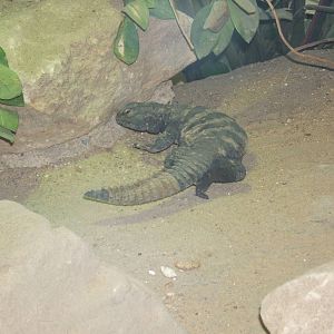 Spiny-tailed Lizard (Uromastyx flavifasciata)