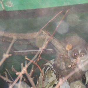 Slender Loris (Loris tardigradus nordicus)
