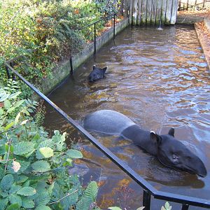 Malayan Tapirs