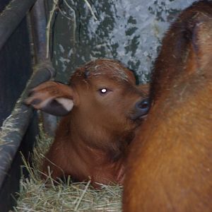 Chester Zoo - Congo Buffalo