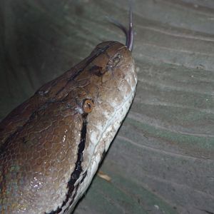 Chester Zoo - Reticulated Python