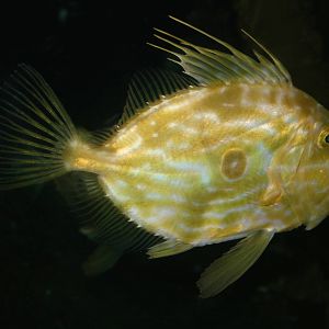 John Dory; London Sea Life Centre; 27th December 2009