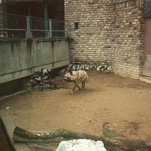 Striped Hyena
