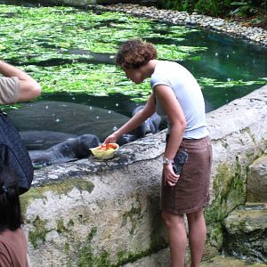 Manatee Feeding