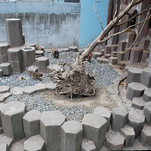 Some pictures of the hamadrya baboon exhibit at Copenhagen Zoo - outdoor an