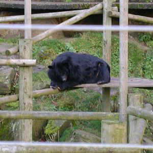 Himilayan black bear