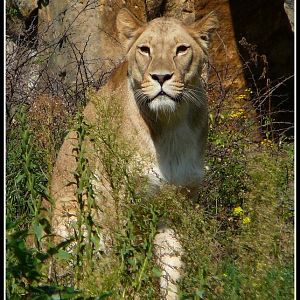 Lioness at Leipzig Zoo