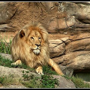 Lion at Leipzig Zoo