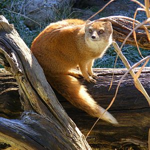 Yellow mongoose at Marwell Wildlife, 3 January 2010