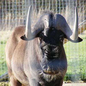 Roony the black wildebeest (white-tailed gnu) at Marwell Wildlife, 3 Januar