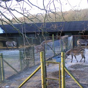 Hartmann's mountain zebras at Marwell Wildlife, 3 January 2010