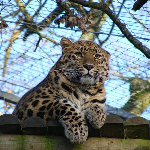 Kaia the Amur leopard at Marwell Wildlife, 3 January 2010