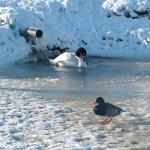 Waterfowl, Blackbrook in the Snow, 03/01/10