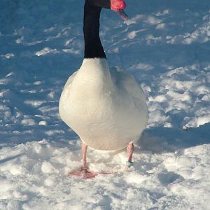 Black-necked Swan, Blackbrook in the Snow, 03/01/10