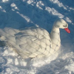Coscoroba Swan, Blackbrook in the Snow, 03/01/10