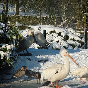 Pelicans and Geese, Blackbrook in the Snow, 03/01/10
