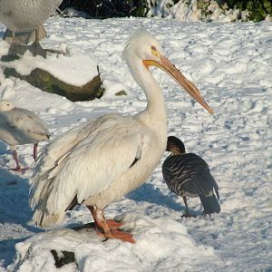 American White Pelican, Blackbrook in the Snow, 03/01/10